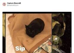 Enlace a El gato manda en casa, por @capturebizarre
