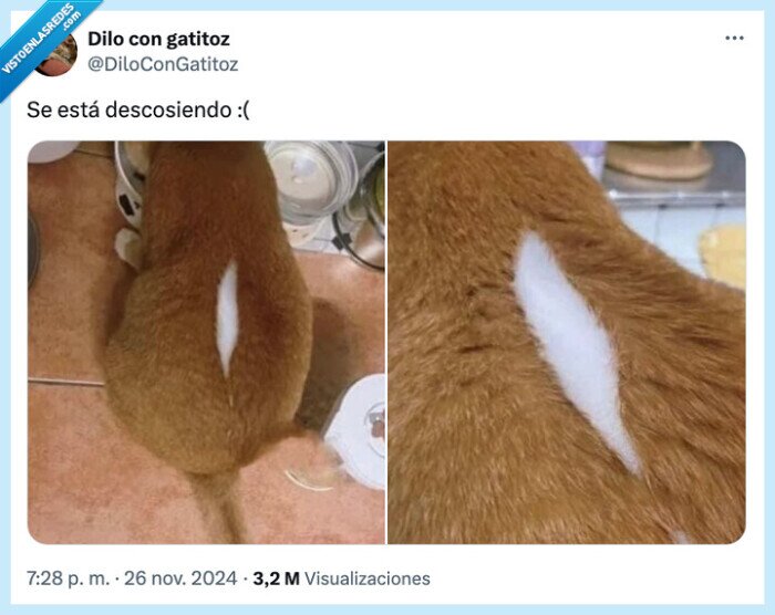 descosiendo,piel,color,gato