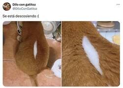 Enlace a Pobre minino, por @DiloConGatitoz