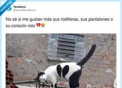 Enlace a Un gato pincelado por los mismísimos dioses, por @SuperManuMolina