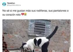 Enlace a Un gato pincelado por los mismísimos dioses, por @SuperManuMolina