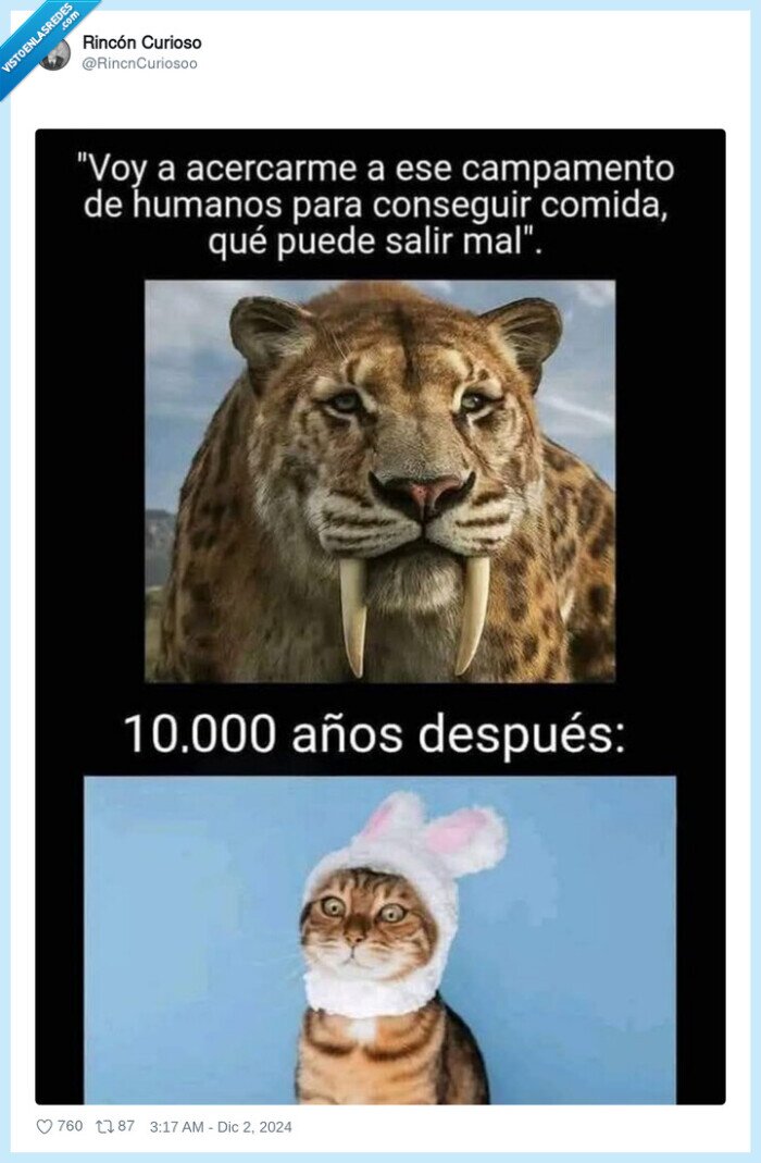 dientes de sable,humanos,gatito,comida