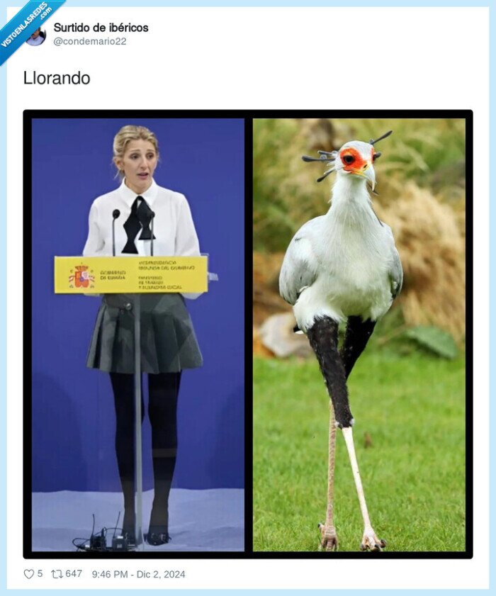 ave,pajaro,yolanda diaz