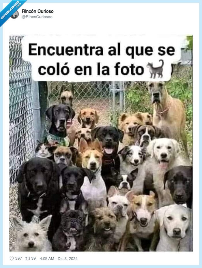 gato,perros,escondido