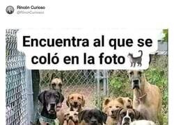 Enlace a ¡Miau! por @RincnCuriosoo