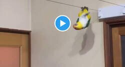 Enlace a El periquito de Tom Cruise