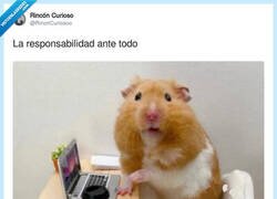 Enlace a Conozco varios de esos, por @RincnCuriosoo