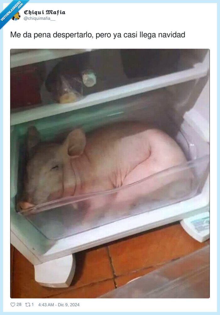 despertar,navidad,cerdo,nevera