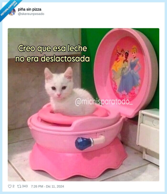 wc,gato,cagar