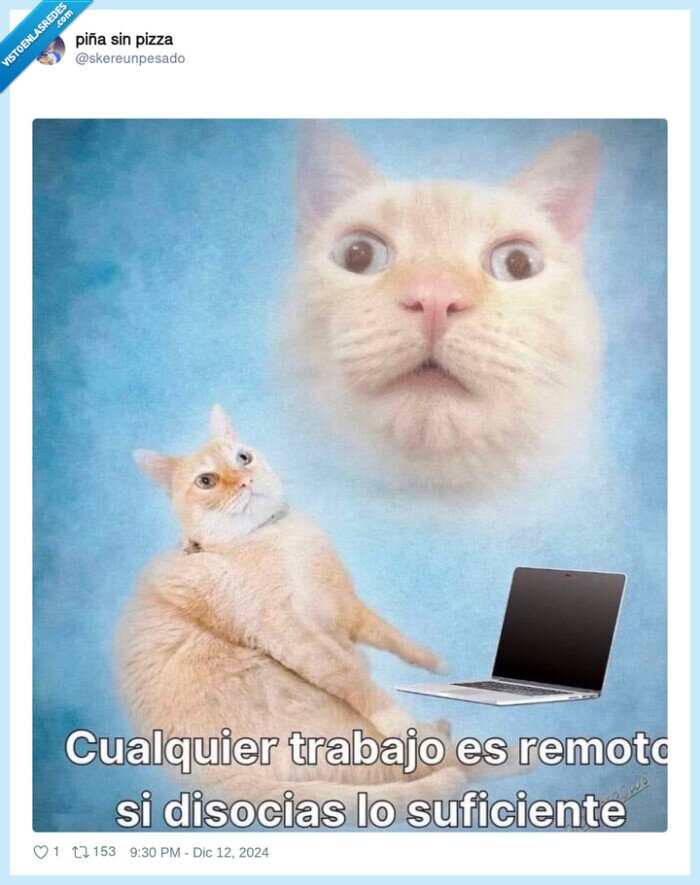 gato,trabajo remoto,disociarse