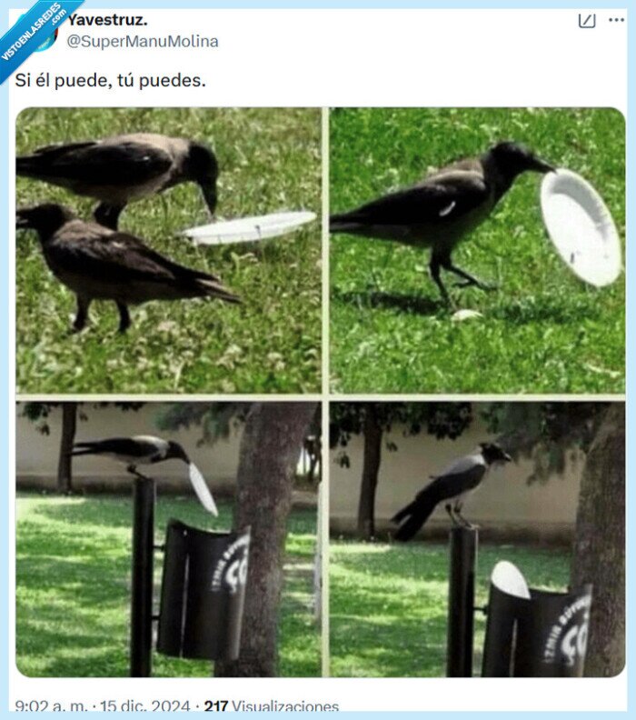 reciclar,cuervo