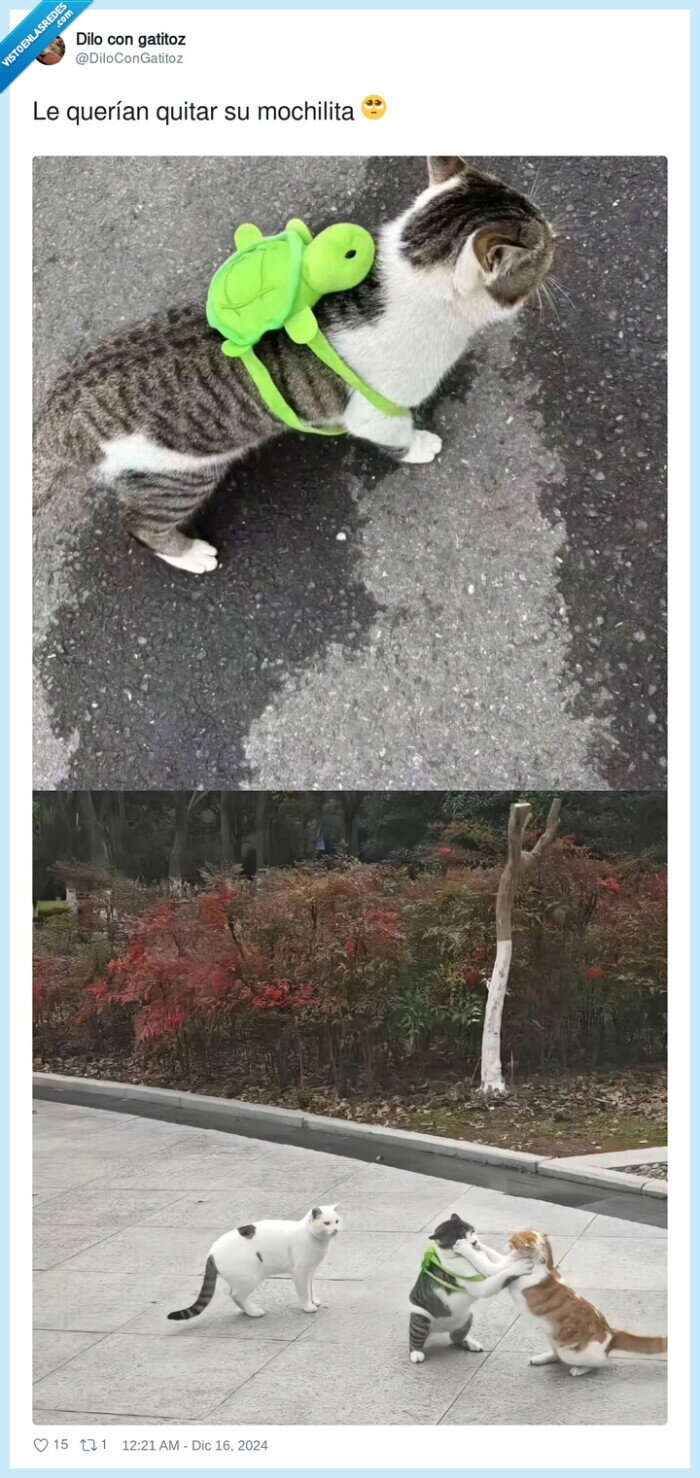 gato,mochila,pelea