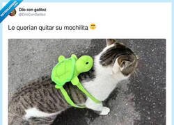 Enlace a Pelea callejera, esa mochila está llena de catnip seguro, por @DiloConGatitoz