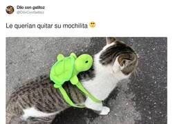 Enlace a Pelea callejera, esa mochila está llena de catnip seguro, por @DiloConGatitoz