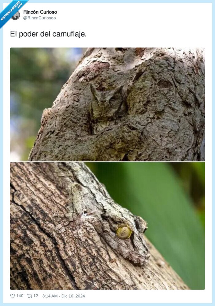 camuflaje,poder,serpiente,buho,tronco,arbol