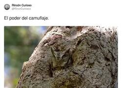 Enlace a La naturaleza es flipante, por @RincnCuriosoo