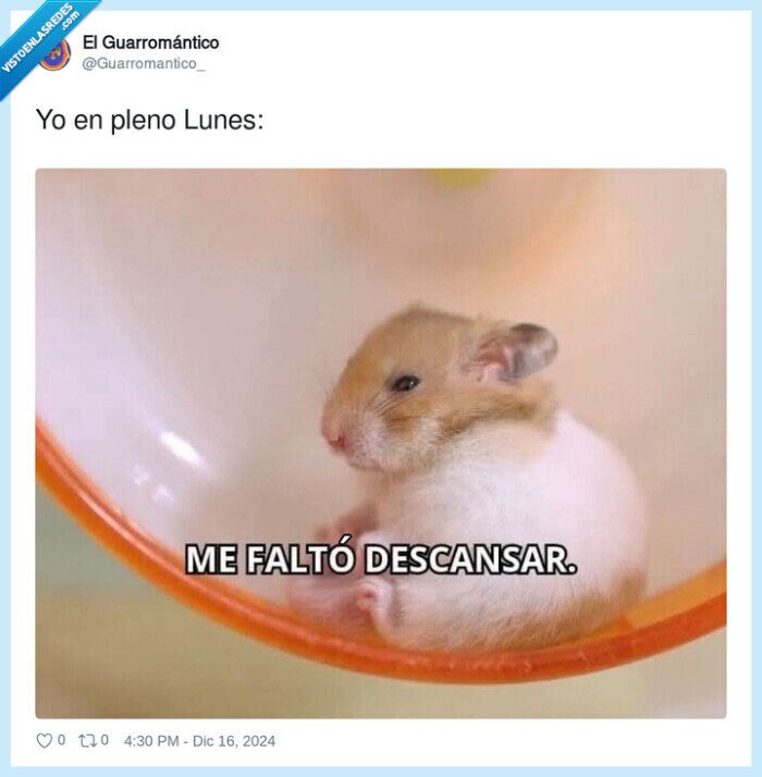 lunes,descansar,hamster,falta