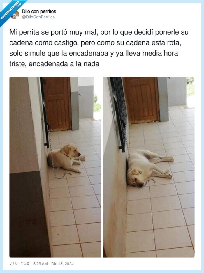 encadenada,castigo,perrita,triste