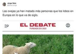 Enlace a Igual son lobos con piel de cordero, por @SotoLJorge