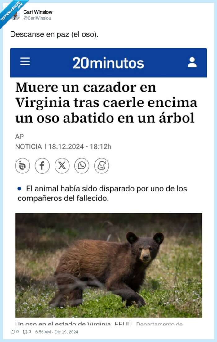 oso,arbol,cazador,virginia