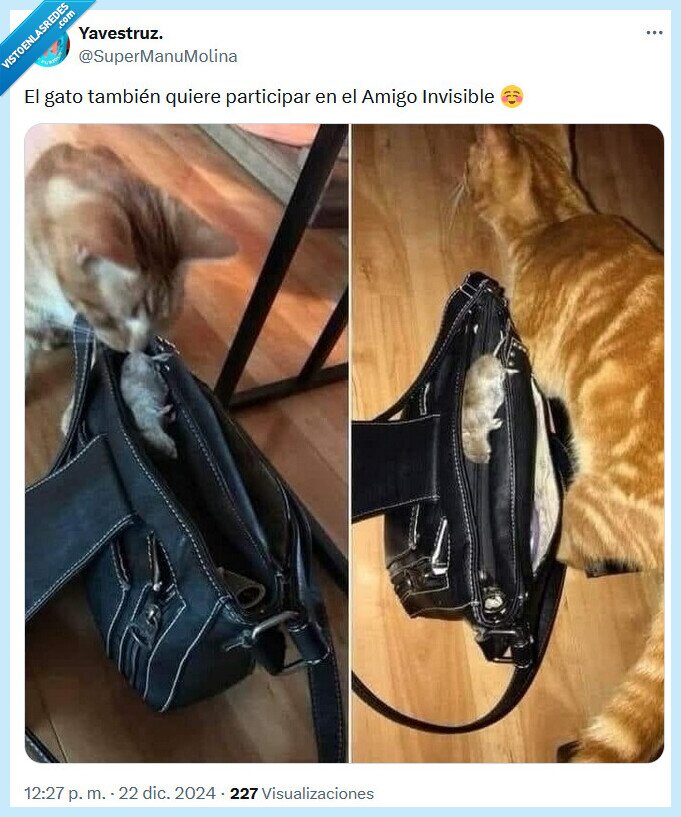 amigo,invisible,gato