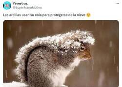 Enlace a Las muy cucas por @supermanumolina