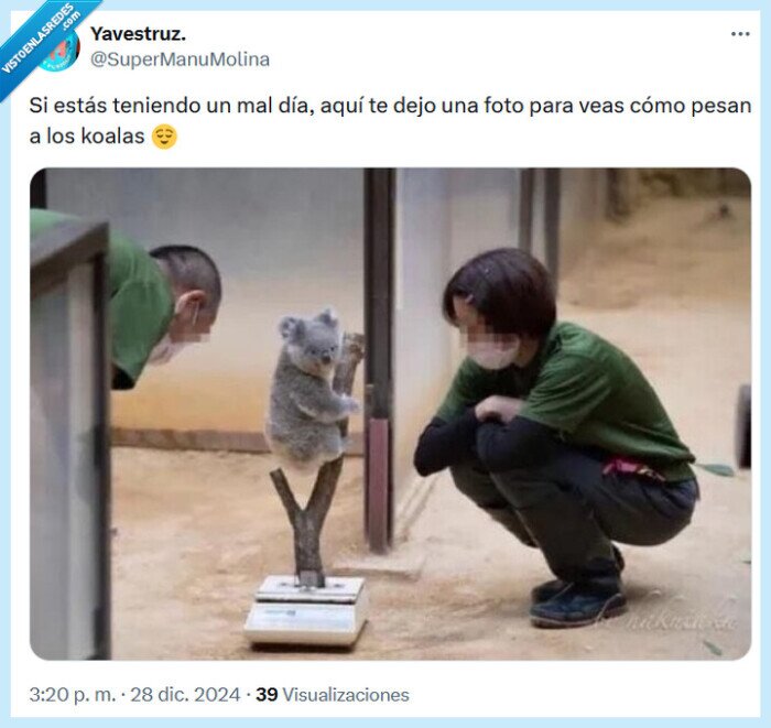 koalas,pesar,mal día