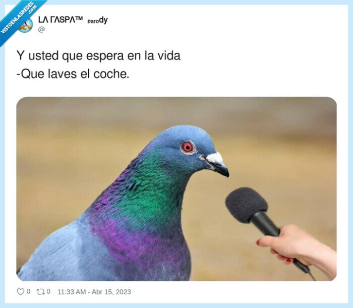 esperar,lavar,coche,paloma