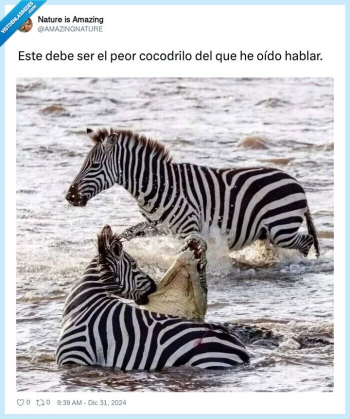 leon,cocodrilo,ataque,violento