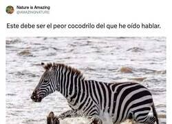 Enlace a ¿O las cebras tienen espíritu de león?, por @AMAZlNGNATURE