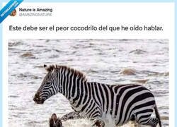 Enlace a ¿O las cebras tienen espíritu de león?, por @AMAZlNGNATURE