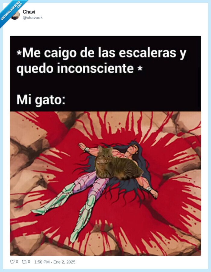 gato,sentarse,barriga,encima