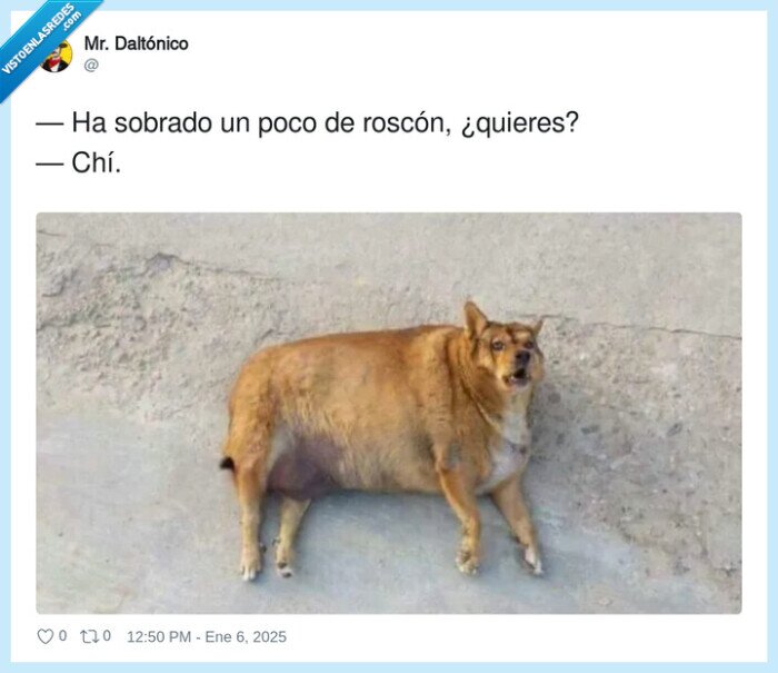 roscón,sobrado,gordo,perro