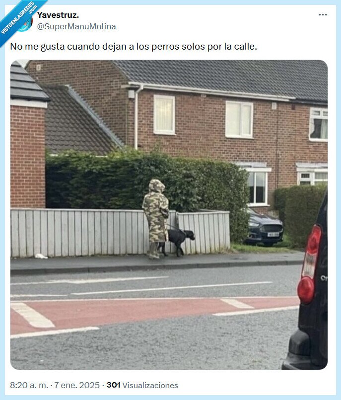 perros,camuflaje