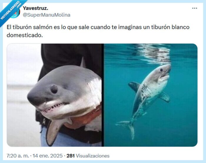 salmón,tiburón,domesticar