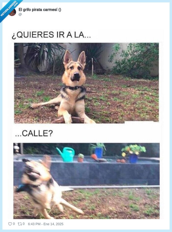 perro,pasear,calle,rapido