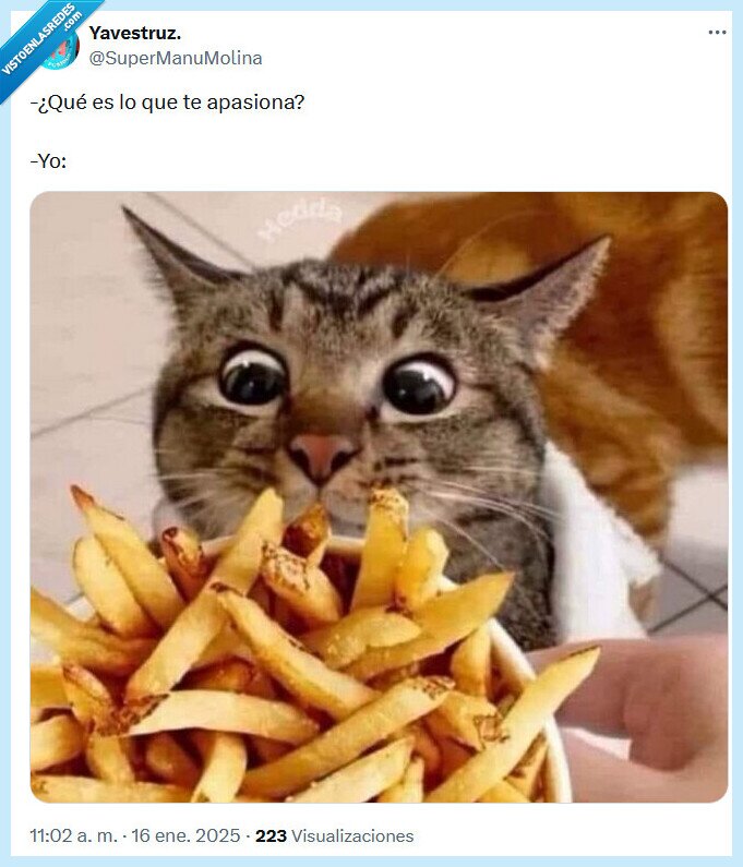 apasiona,patatas,fritas,comida,gato
