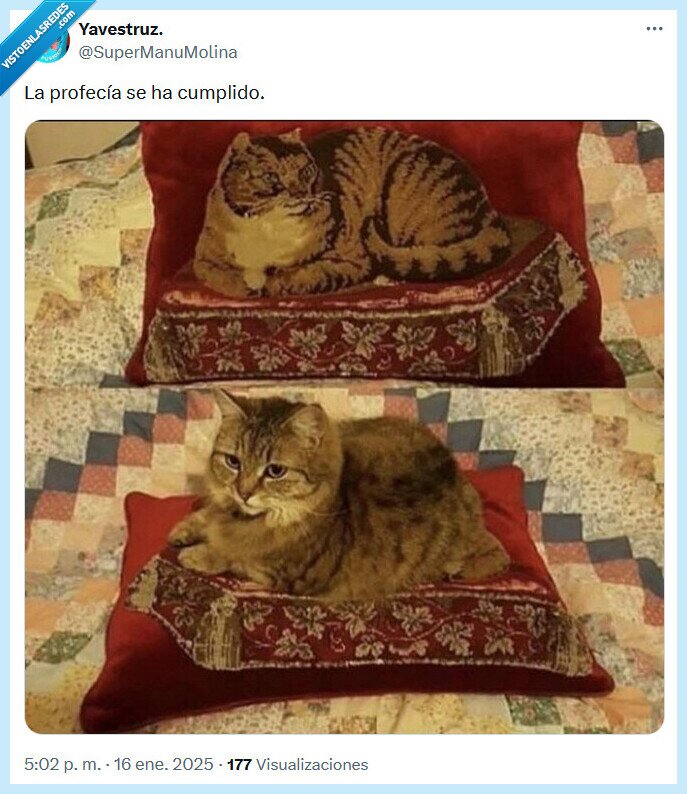 profecía,gato,cumplir