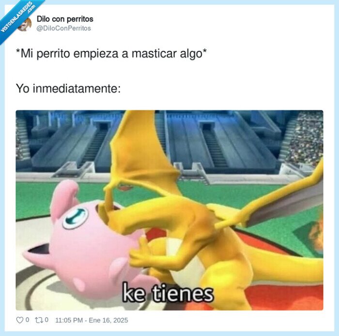 inmediatamente,masticar,perrito