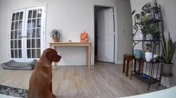 Enlace a Perro tapa la cámara de vigilancia de su dueña para comerle la comida y el gato lo vendió corrigiendo su posición
