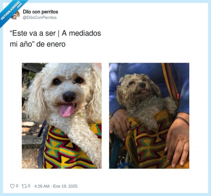 enero,mi año,perro,destrozo