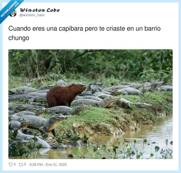 capibara,criarse,barrio,chungo,caimanes