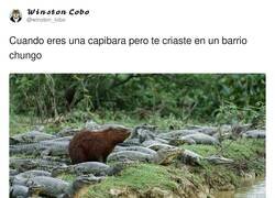 Enlace a Se ha buscado buenos colegas, por @winston_lobo