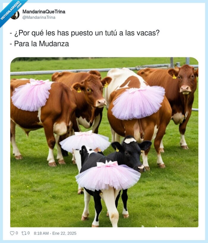 mudanza,baile,tutú,vaca