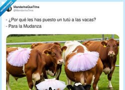 Enlace a La mu-danza, por @MandarinaTrina