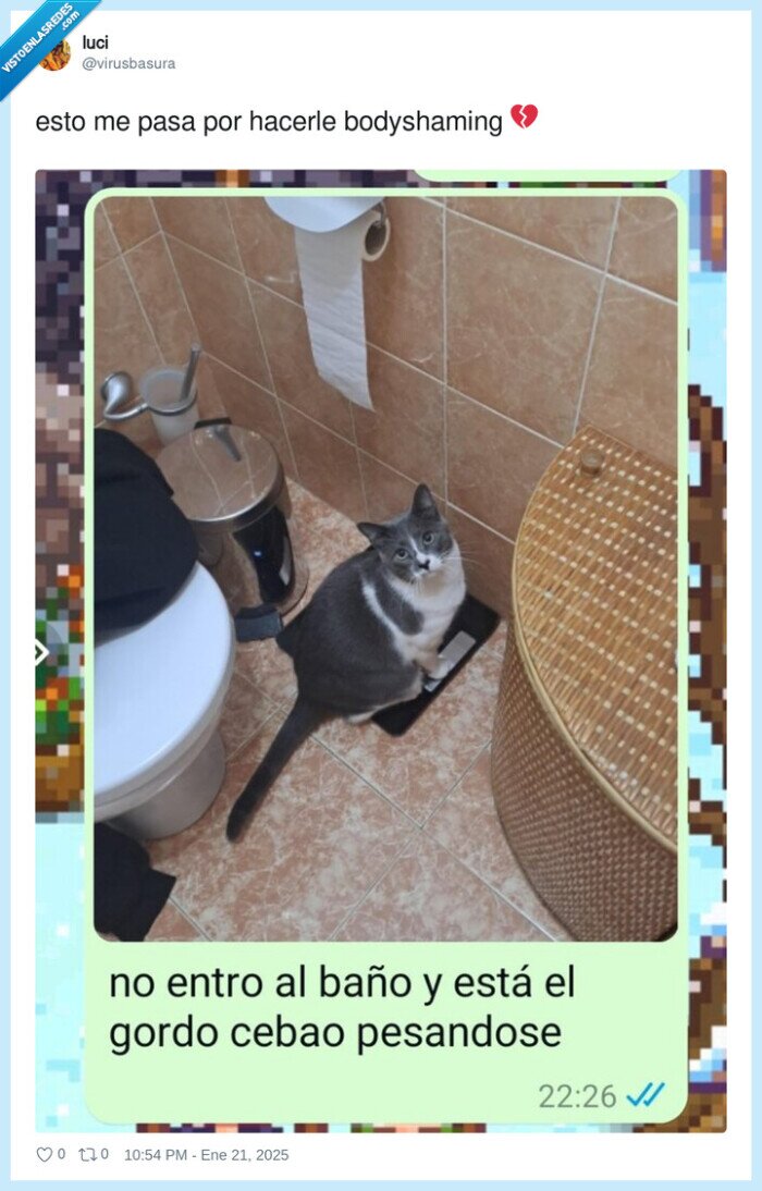 bodyshaming,gato,báscula