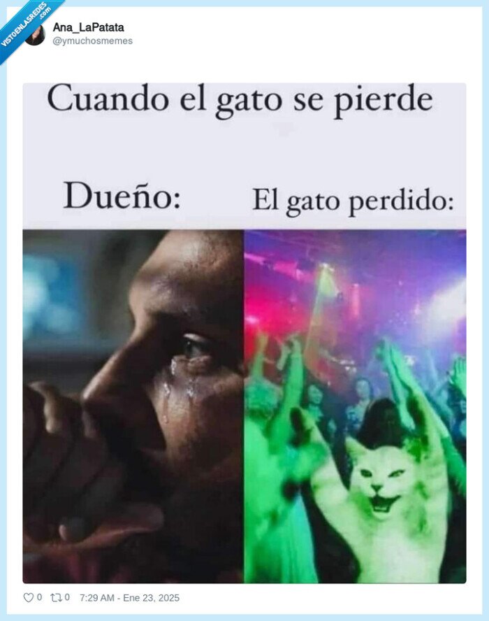 rave,gato,fiesta