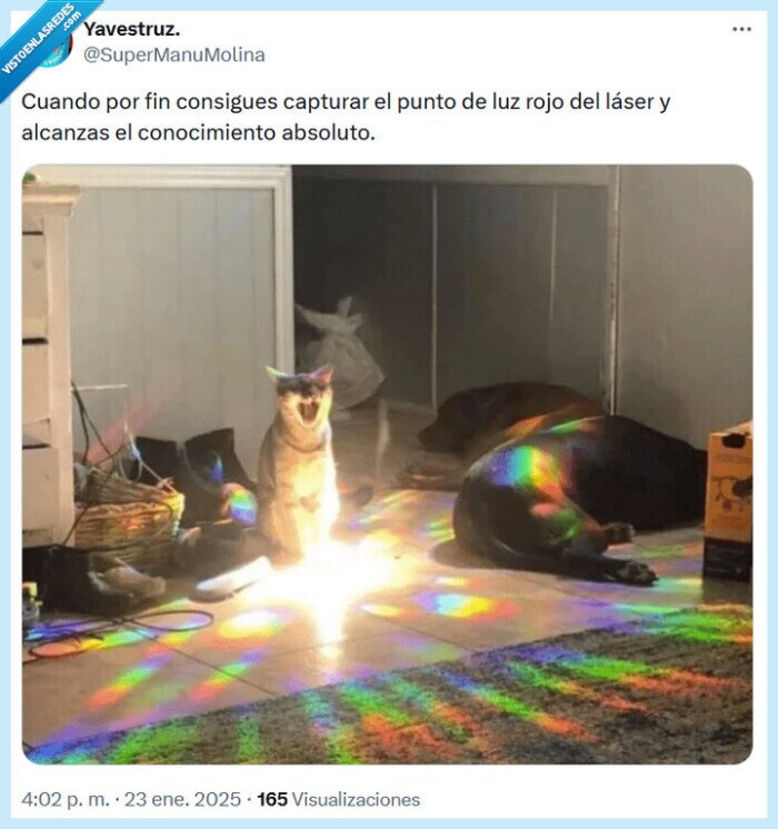 láser,gato,punto rojo