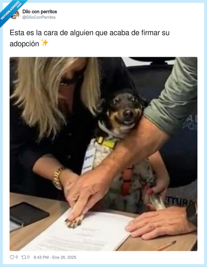 adopción,firmar,perro