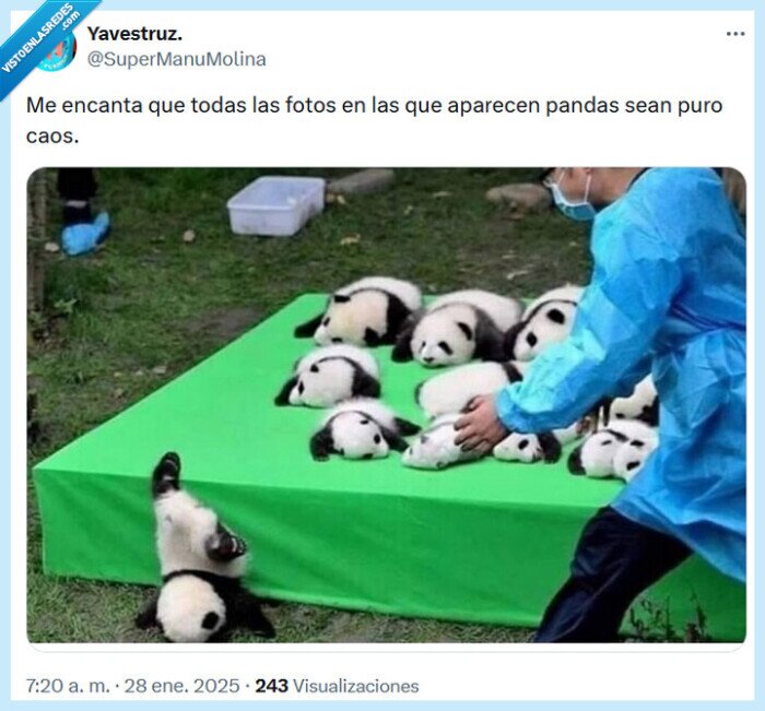 pandas,caos,fotografías